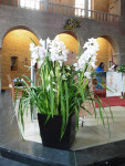 Een groot orchideestuk, geschonken door M. vd Weijden
